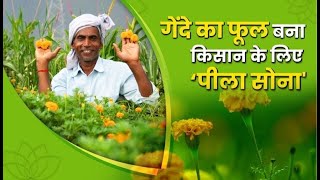 कैसे होगा गेंदे के फूलों की खेती में मुनाफ़ा | Marigold Farming Method I Marigold Flower Cultivation