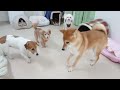 寝正月柴犬しゃちょう　🐶ひみつきちなう！②🐶 2023年1月2日