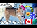 What happens when you walk with a Shiba Inu dog ♪ Hot Summer Days in Canada