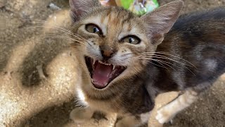 Stray Kitten Asking For Affection In A Cute Way (Sweetest Meowing) | Cats And Kittens