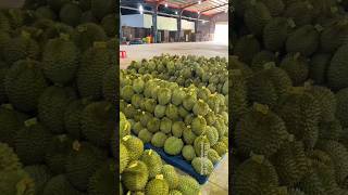 Vietnam Durian - Ri6 Durian Export #干尧榴莲 #榴莲 #durian