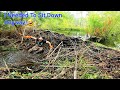 Draining Beaver Dam Swamp! | BEAVER DAM REMOVAL In Gator Creek! S3 EP.4