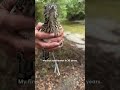 roadrunner brings his rescuer gifts every day the dodo