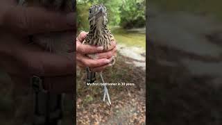 Roadrunner Brings His Rescuer Gifts Every Day | The Dodo