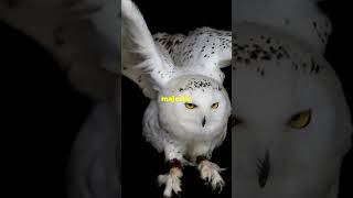 The Majestic Snowy Owl Nature's White Ghost!!! #animals #wildlife #nature #top10 #facts #birds #owl