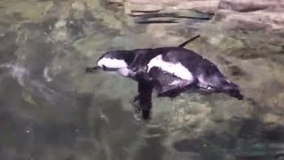 ペンギンの本気の泳ぎが速すぎる　Seriousness of swimming penguins too fast.