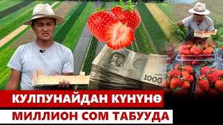 Кулпунайдан күнүнө миллион сом табууда