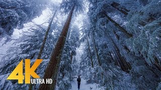 Walking in a Snow Forest 4K UHD with Piano Music #2 - Squak Mountain Fireplace Trail, WA