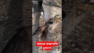 বন্ধুরা আজকে আমার রেসার কবুতরের খামারে বাজপাখি ঢুকেছে#youtubeshorts #pigeon #pigeonbreed