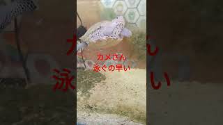 カメさん　泳ぐの早い