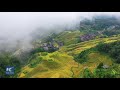 longji rice terrace in autumn