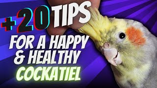 How to Make Your Cockatiel HAPPY AND HEALTHY | Compilation