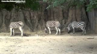 Philadelphia Zoo Zebras Tail Wagging Slow Motion