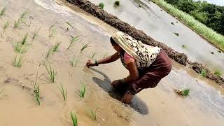 Indian women wear sari do farming