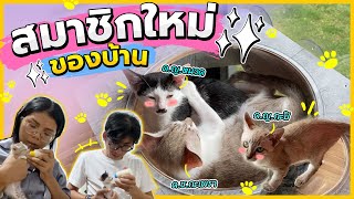 แนะนำสมาชิกใหม่ของบ้าน (แมวงอก 2022) | LicktWithToy