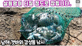 대박조황-살림망이 터질 정도로 잡힙니다. 남해 갯바위 감성돔 낚시, 도보낚시,  Black Porgy Fishing, Black sea bream, 黑棘鲷, クロダイ