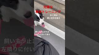 トラブル防止の為のお散歩ルール #ボーダーコリー #犬 #しつけ