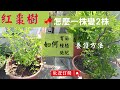 紅棗樹怎麼盆栽種植？一株變2株的養殖方法？｜小苗定植，如何養護、修剪、施肥，讓小植株當年就能開花結果