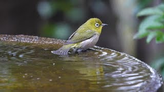 権現山バードサンクチュアリのメジロの水浴び　その４５（4K60P動画）