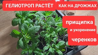 ГЕЛИОТРОП РАСТЁТ КАК НА ДРОЖЖАХ. ПРИЩИПКА И  УКОРЕНЕНИЕ ЧЕРЕНКОВ. ЛУЧШИЙ СПОСОБ РАЗМНОЖЕНИЯ .