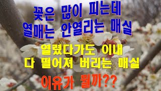 강의 - 매실의 수분수 이해. (꽃은 많이 피는데 열매는 안열리는 매실 또는 열매가 달렸다가도 다 떨어져 버리는 매실의 문제점 및 대책) 매실 품종별 적정 수분수 관계.