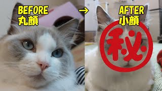 猫がとろける極上の小顔マッサージで別人になってしまうラグドール　【モフニャン】part84 Steve the ragdoll cat