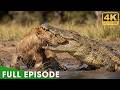 LION BATTLE ZONE | When Predators Reach Their Limits (Full Episode) | Nature Animal Documentary