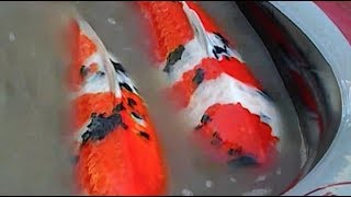 Harvesting The Finest Koi Imported To America With Ray Abell - Part 3