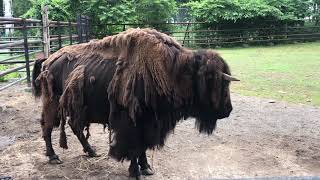 アメリカバイソン帯広動物園