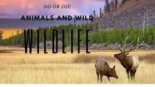 Amazing Wildlife Animals documentari | Animals and Wild | DO or DIE