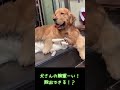 犬さんの腕枕攻撃を受ける猫ｗｗ【動物面白動画】