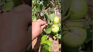 സ്വന്തം അധ്വാനത്തിന്റെ ഫലം#shortvideo #fruit