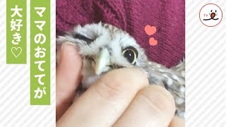 とっても幸せ♡ フクロウさん、ナデナデされてうっとり…♡【PECO TV】