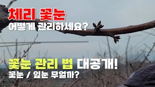 체리 꽃눈 관리! 바른 방법으로 잘 하고 계시나요?!