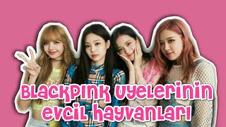 BLACKPINK ÜYELERİNİN EVCİL HAYVANLARI | DOMESTIC ANIMALS OF BLACKPINK MEMBERS | KPOP STYLE