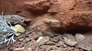 Pilbara rock monitor Eggs