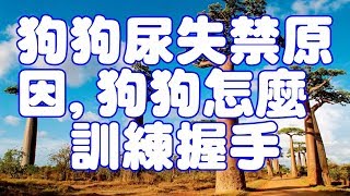 狗狗尿失禁原因,狗狗怎麼訓練握手