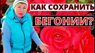 Как сохранить БЕГОНИИ до следующего сезона? Размножение моим любимым способом