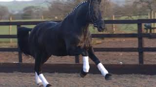 Bowland Blackjack - Irish Draught Dressage Stallion