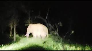 Elephant Gomarda wildlife sanctuary sarangarh