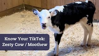 TikTok Is Milking The Zesty Cow Who Found Her Moo, Nicknamed Moothew