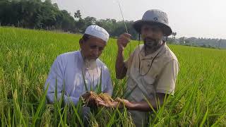 ব্র্যাক সিডের হাইব্রিড ধান [শক্তি -২]