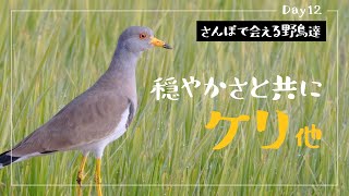 さんぽで会える野鳥達11種【野鳥観察Vlog◆Day12】