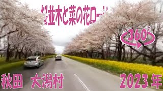 秋田　大潟村　桜並木と菜の花ロード　2023年　360度動画　旅  360-degree  Virtual excursion in the countryside of Japan