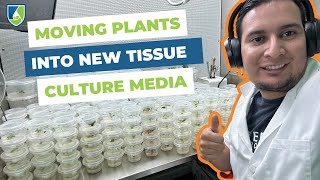 Moving $2,000 worth of Plants from Thailand to New Tissue Culture Media {Subculturing}