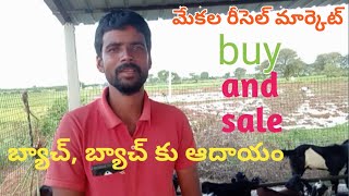 Local goats resale in telugu- natu mekala resale market in telugu