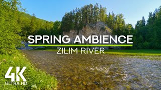 Relaxing Sounds of Flowing River \u0026 Bird Songs for Stress Relief - 4K Spring Day by Zilim River