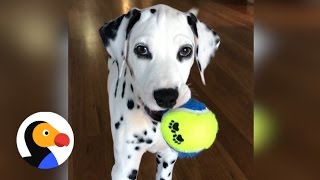 Dalmatian Puppy Sneak Attack | The Dodo