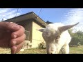 子ヤギのヘッドバット 頭突き遊び！headbutt play of a child goat 4k