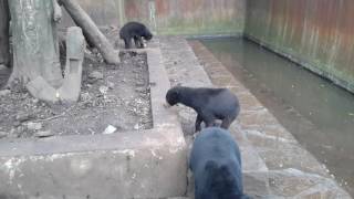 Hungry bears at Bandung Zoo being fed papayas and banana by SCORPION